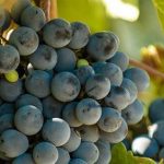 061_kk_wein-traubensorten-malbec-sw